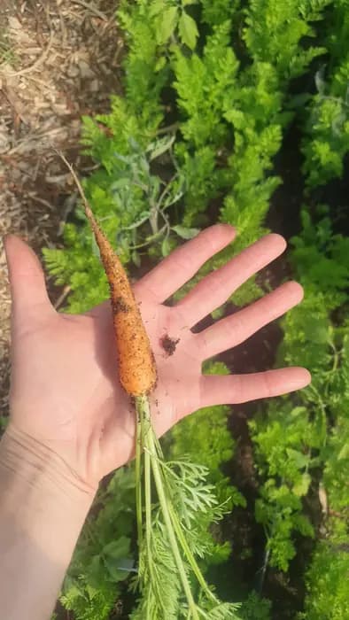 Frisch gezogene Möhre aus dem Garten in der Hand