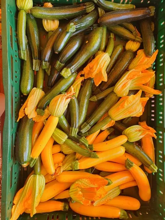 Kiste mit frisch geernteten Zucchini und Zucchiniblüten